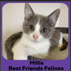 2023-Millie