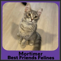 2023-Mortimer