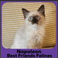 2023-Napoleon