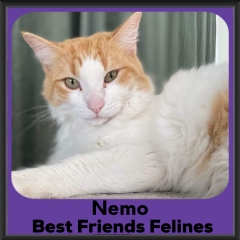 2023-Nemo