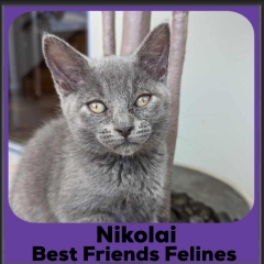 2023-Nikolai
