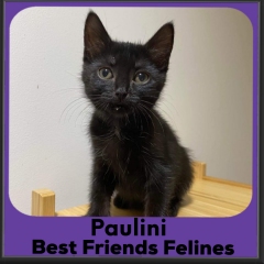 2023-Paulini