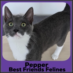 2023-Pepper