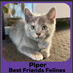 2023-Piper