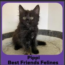 2023-Pippi