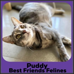 2023-Puddy