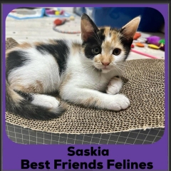2023-Saskia