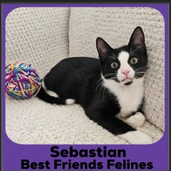 2023-Sebastian