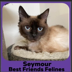 2023-Seymour