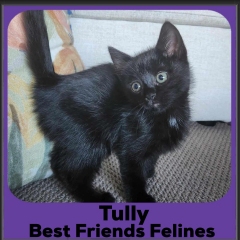 2023-Tully