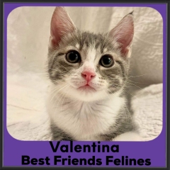 2023-Valentina
