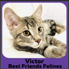 2023-Victor
