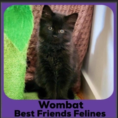 2023-Wombat