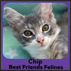 2023-chip