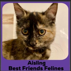 2024-Aisling