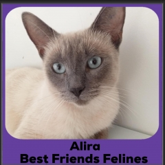 2024-Alira