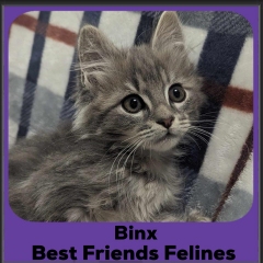 2024-BINX