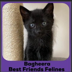 2024-Bagheera