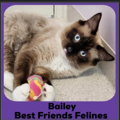 2024-Bailey
