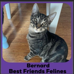 2024-Bernard