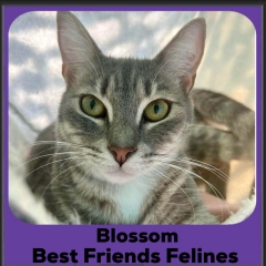 2024-Blossom