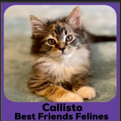 2024-Callisto