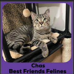 2024-Chas