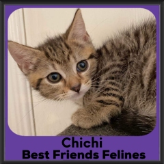 2024-Chichi