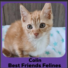 2024-Colin