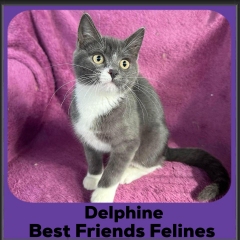2024-Delphine