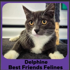 2024-Delphine2