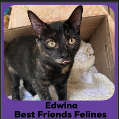 2024-Edwina