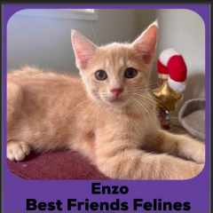 2024-Enzo