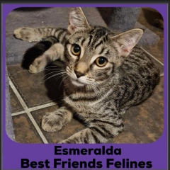 2024-Esmeralda