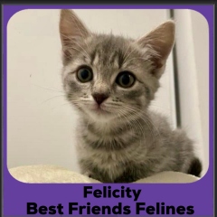 2024-Felicity