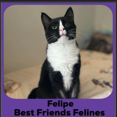 2024-Felipe