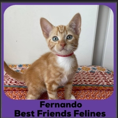 2024-Fernando