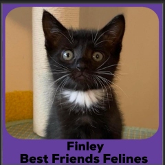 2024-Finley