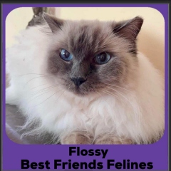 2024-Flossy