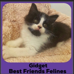 2024-Gidget
