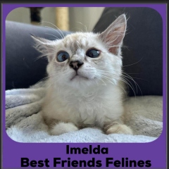 2024-Imelda