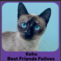2024-Kahu