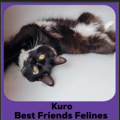 2024-Kuro