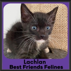 2024-Lachlan