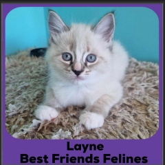 2024-Layne