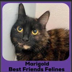 2024-Marigold