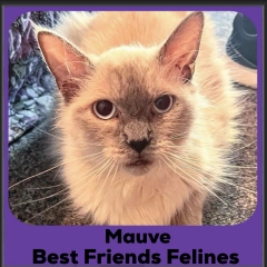 2024-Mauve