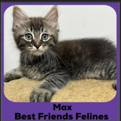 2024-Max