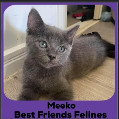 2024-Meeko