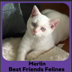2024-Merlin
